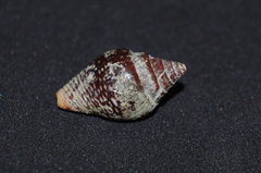 Columbella major