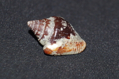 Columbella major