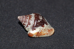 Columbella major