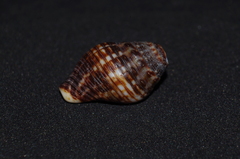 Gemophos gemmatus
