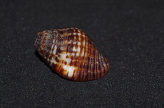 Gemophos gemmatus