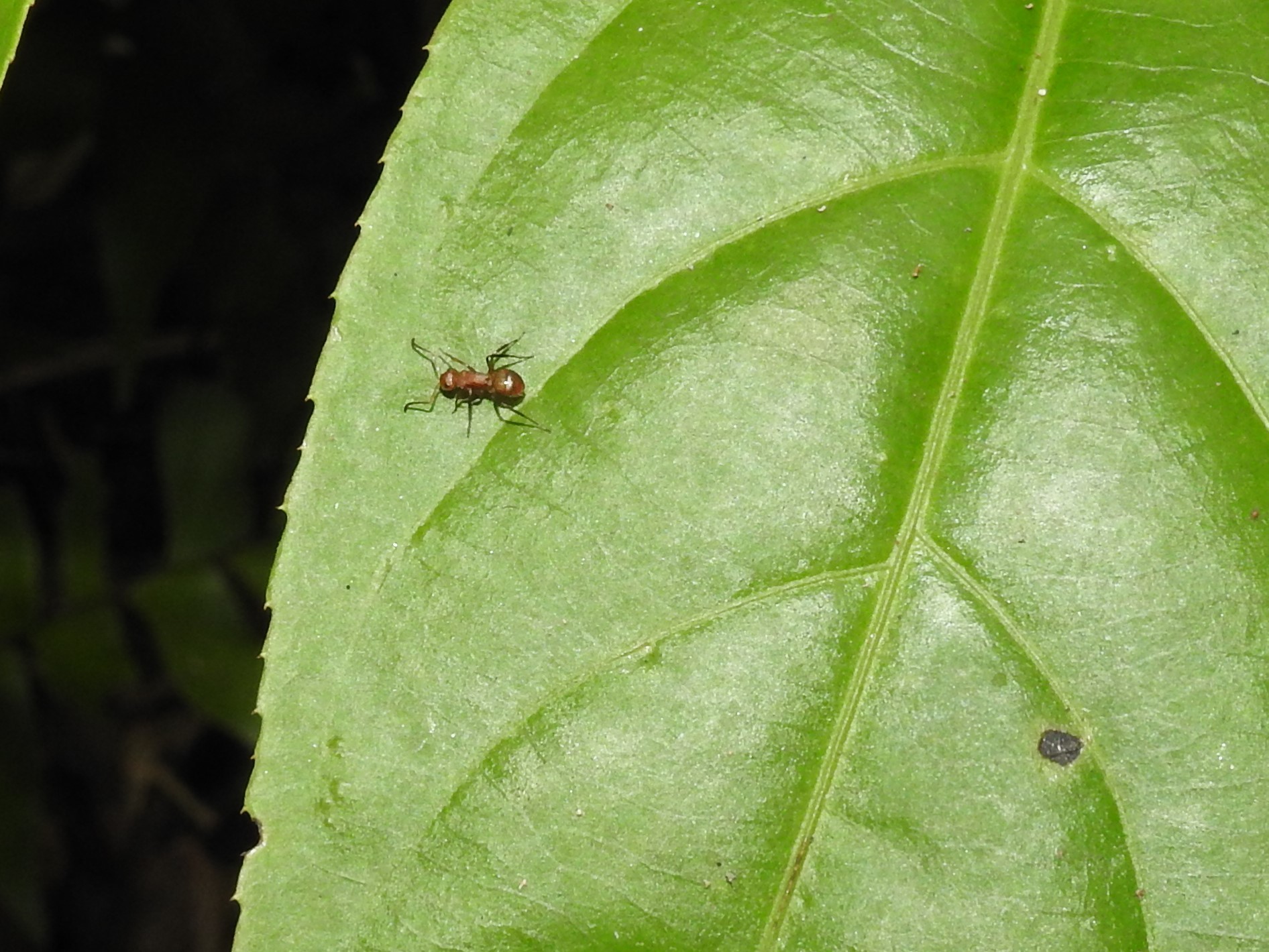 Myrmocladoecus