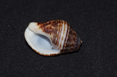 Gemophos gemmatus
