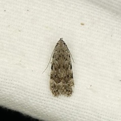 Anacampsis conclusella