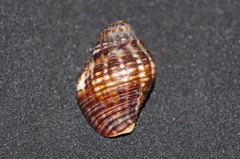 Gemophos gemmatus