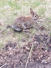 Sylvilagus floridanus