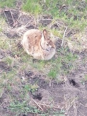 Sylvilagus floridanus