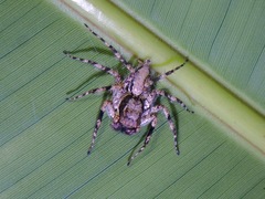 Phaeacius malayensis