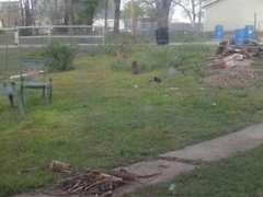 Marmota monax