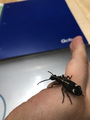 Cypholoba graphipteroides