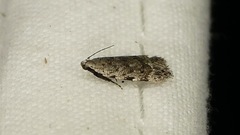 Anacampsis conclusella