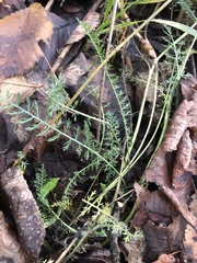 Achillea millefolium