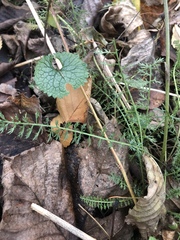 Achillea millefolium