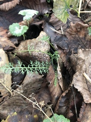 Achillea millefolium