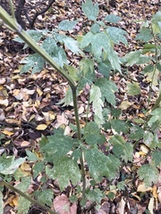 Leonurus quinquelobatus