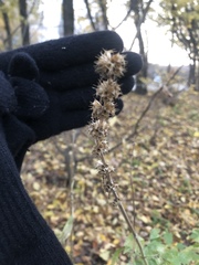 Leonurus quinquelobatus