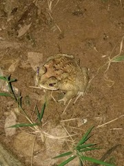 Duttaphrynus melanostictus