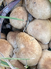 Psathyrella longipes