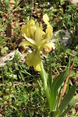 Iris pseudopumila
