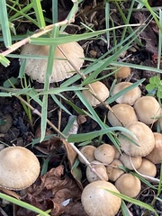 Psathyrella longipes