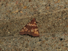 Saroba pustulifera