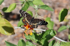 Chlosyne endeis pardelina