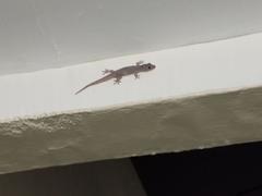 Hemidactylus frenatus