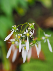 Saxifraga cortusifolia