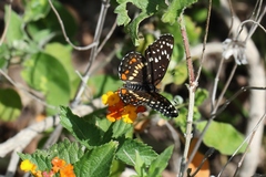 Chlosyne endeis pardelina