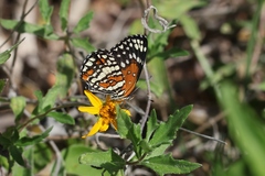 Chlosyne endeis pardelina