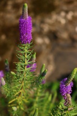 Pogostemon deccanensis