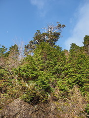 Chamaecyparis obtusa