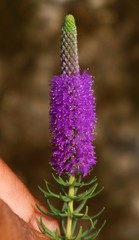 Pogostemon deccanensis