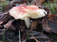 Russula aurora