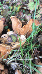 Cantharellus californicus