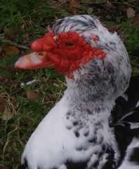 Cairina moschata domestica