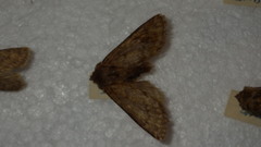 Dasypolia templi