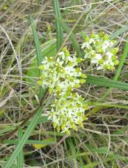 Xysmalobium involucratum