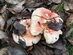 Russula aurora