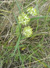 Xysmalobium involucratum