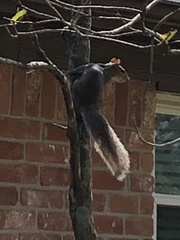 Sciurus carolinensis