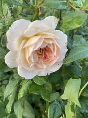 Rosa