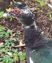 Cairina moschata domestica