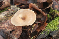 Clitocybe metachroa
