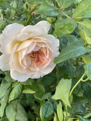 Rosa