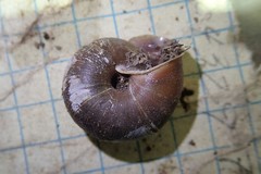 Monadenia churchi