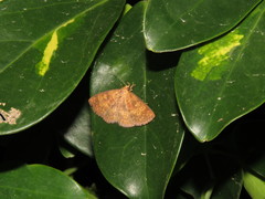 Sarobides inconclusa