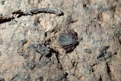Pseudogarypus