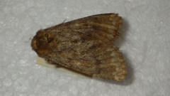 Dasypolia templi