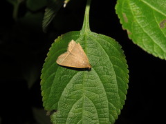 Simplicia cornicalis